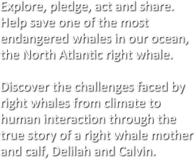 Explore, pledge, act and share. Help save one of the most endangered whales in our ocean, the North Atlantic right whale.   Discover the challenges faced by right whales from climate to human interaction through the true story of a right whale mother and calf, Delilah and Calvin. 