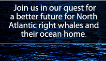 Join us in our quest for a better future for North Atlantic right whale and their ocean home